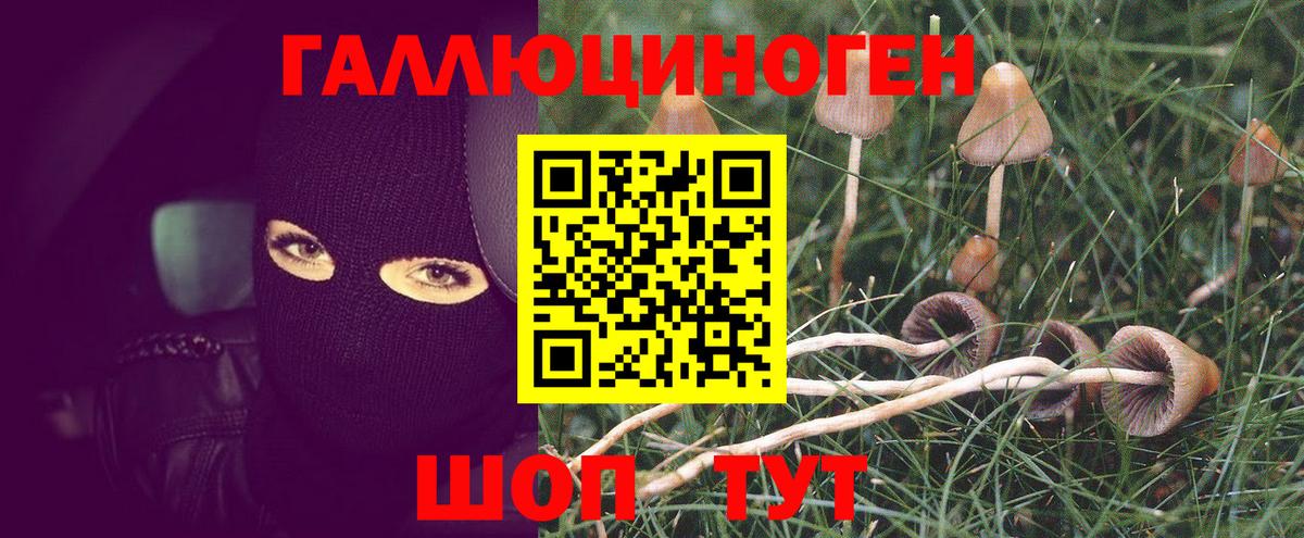 Псилоцибиновые грибы Cubensis  Псилоцибиновые грибы Cubensis  Армавир  Вход с VPN 
